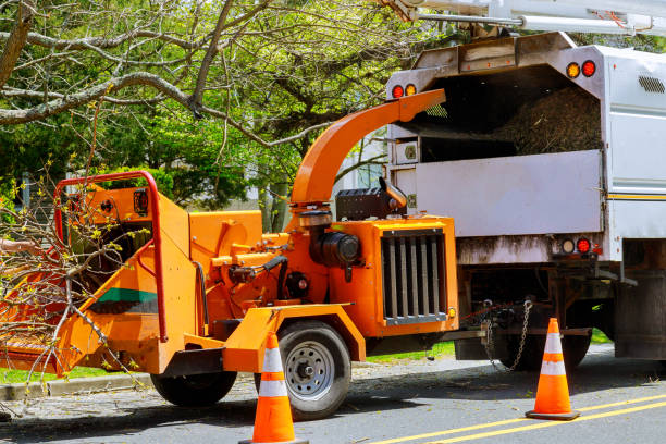 Professional Tree Service in Piru, CA